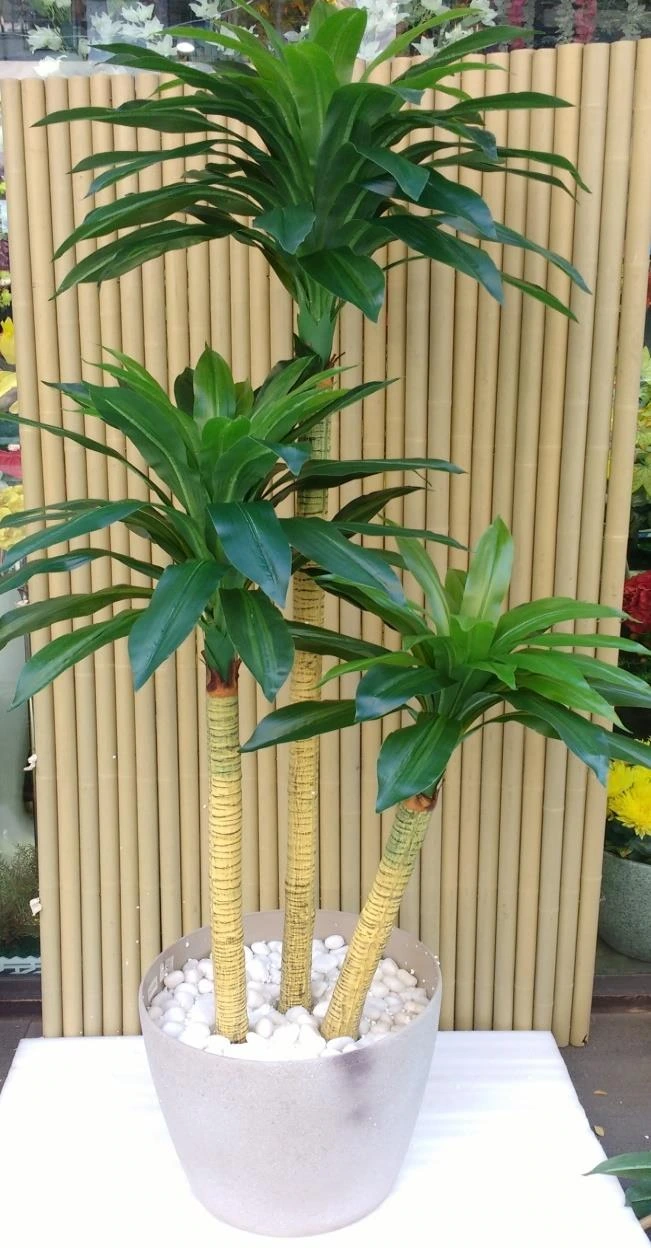 Dracaena -170cm